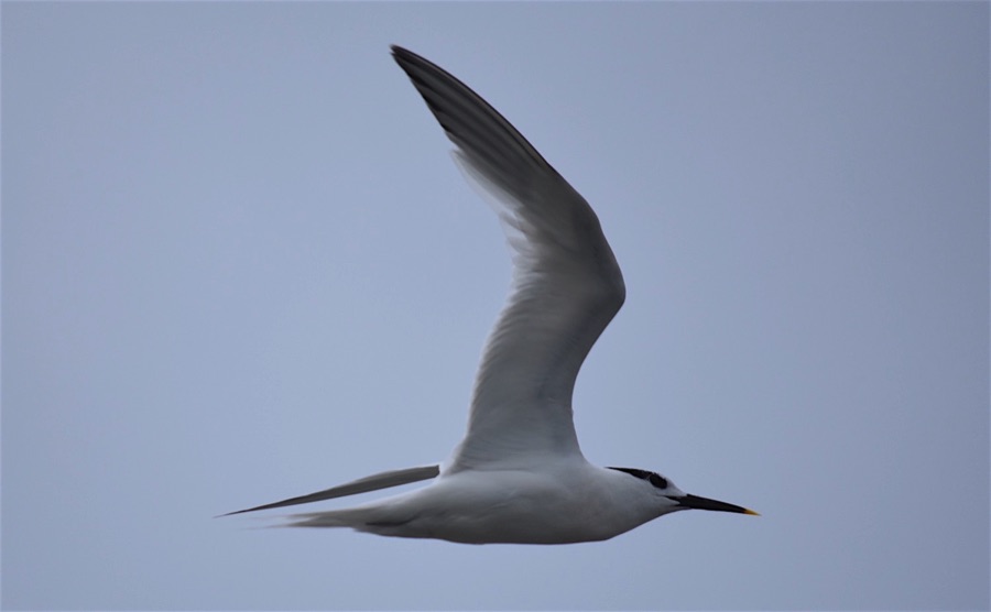 Sandwich tern in flight against grey sky
